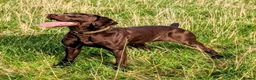 German Shorthaired Pointer dogs for sale: Fantastic KC registered Solid working GSP's. - Advert 11