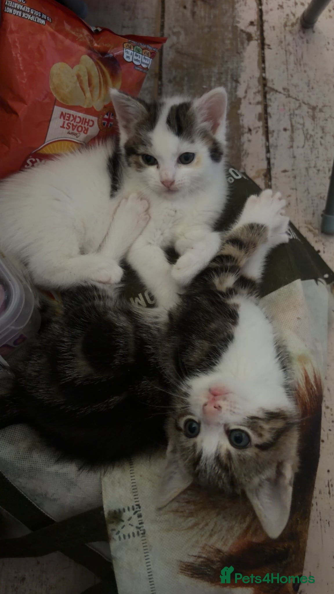 Mixed Breed cats for sale: 5 friendly playful mixed tabby kittens - Advert 10