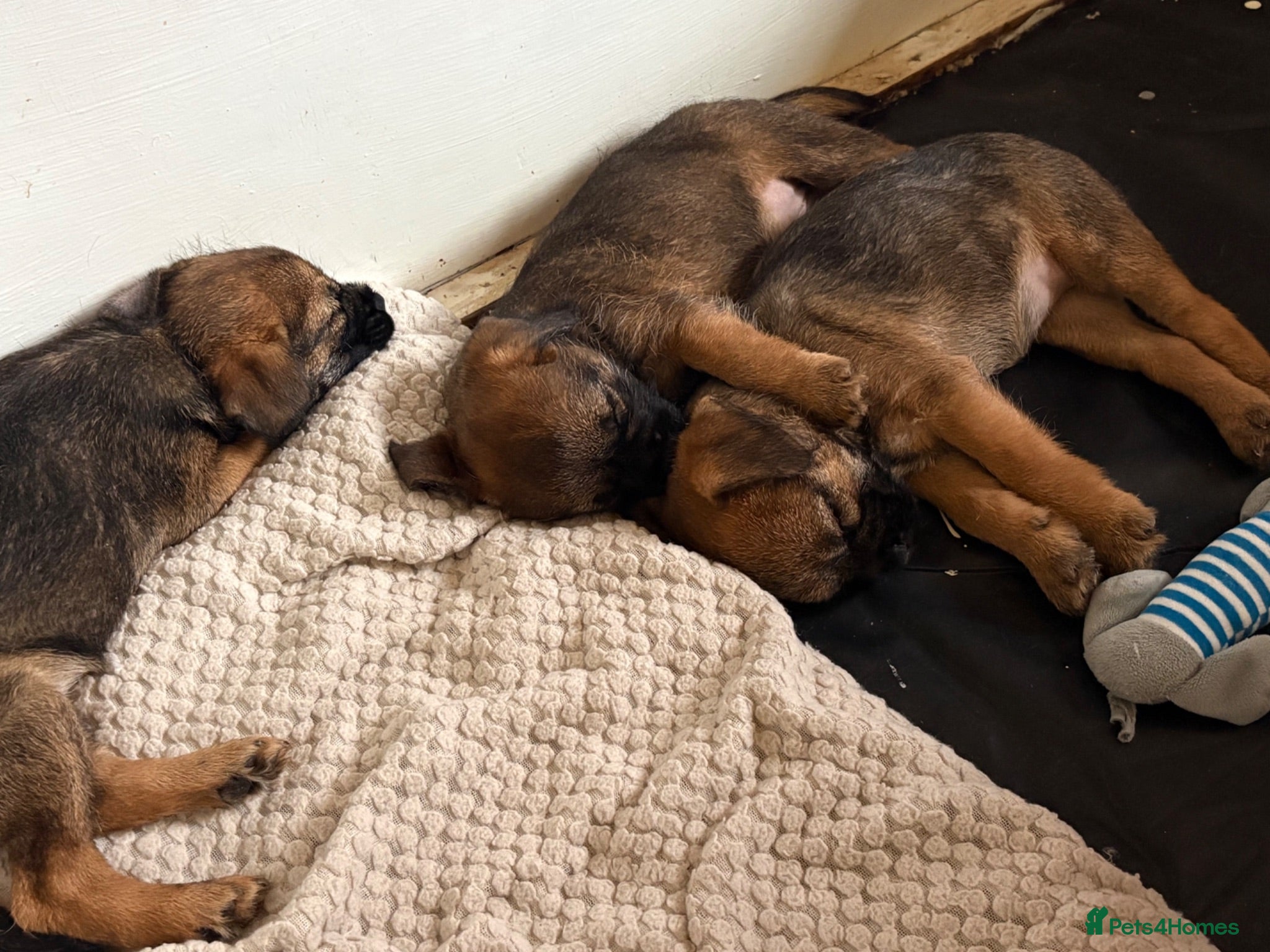 Border Terrier dogs for sale beautiful little girls - Advert 17