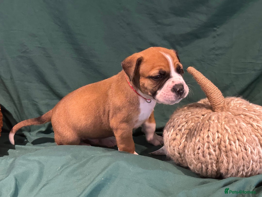 Boerboel dogs for sale: Outstanding Boerboel puppies - Image 6