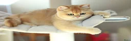 British Shorthair cats for sale: 🔥BRITISHSHORT HAIR KITTENS AND SCOTTISH FOLD 🔥 - Advert 12