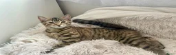 Domestic Shorthair cats for sale: Adorable Scottish mix Kittens 🐾 - Advert 7