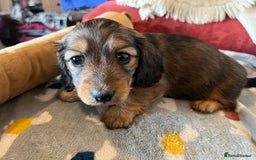 Miniature Dachshund dogs for sale: Miniature Longhaired Dachshunds ready 10.12.25 - Advert 11