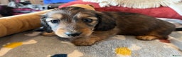 Miniature Dachshund dogs for sale: Miniature Longhaired Dachshunds ready 10.12.25 - Advert 11