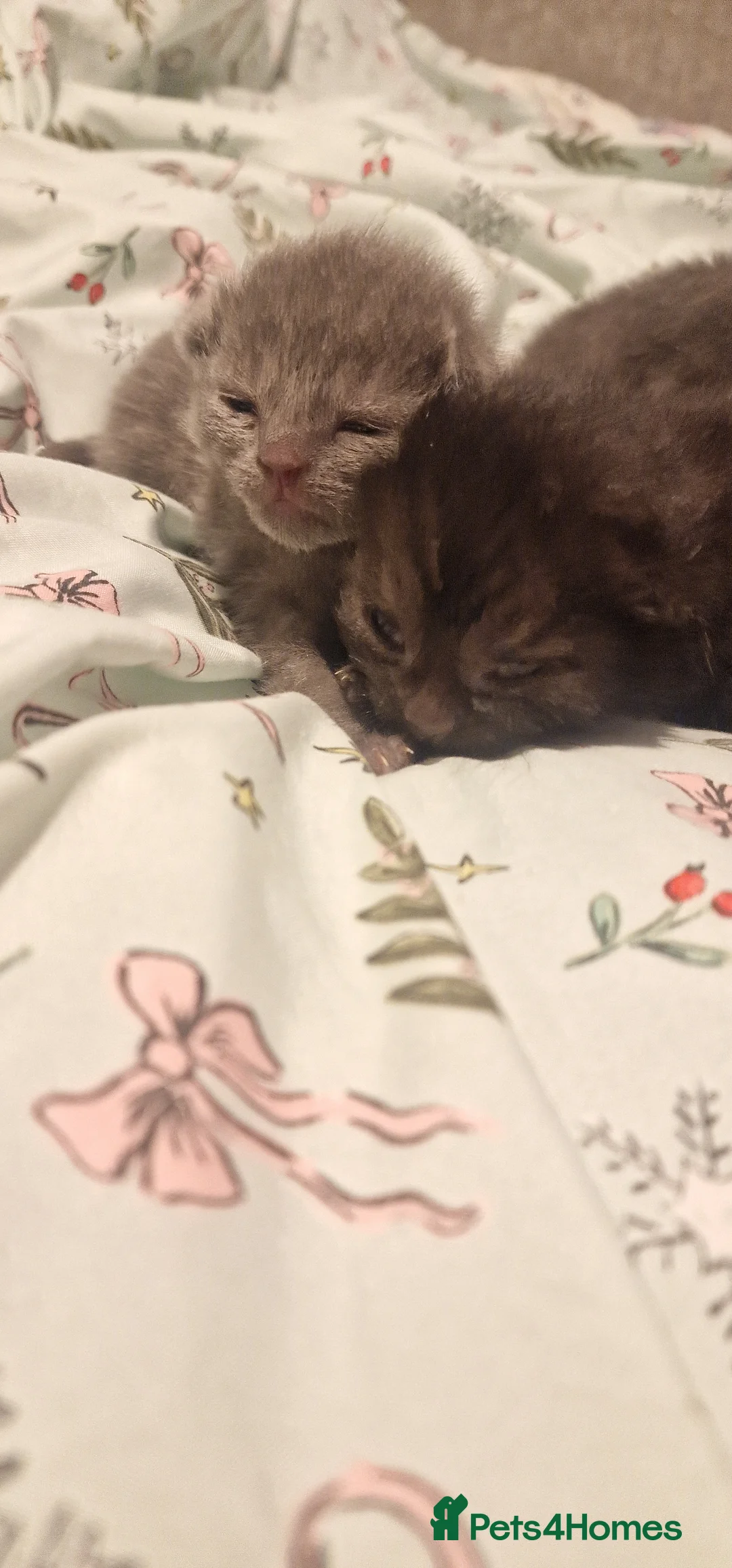 Chartreux cats for sale: 4 beautiful Chartreux kittens in Slough - Advert 2