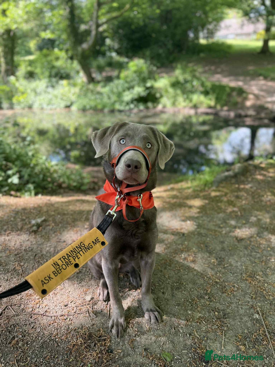 Labrador Retriever dogs for sale: Silver Bitch Labrador - Advert 4