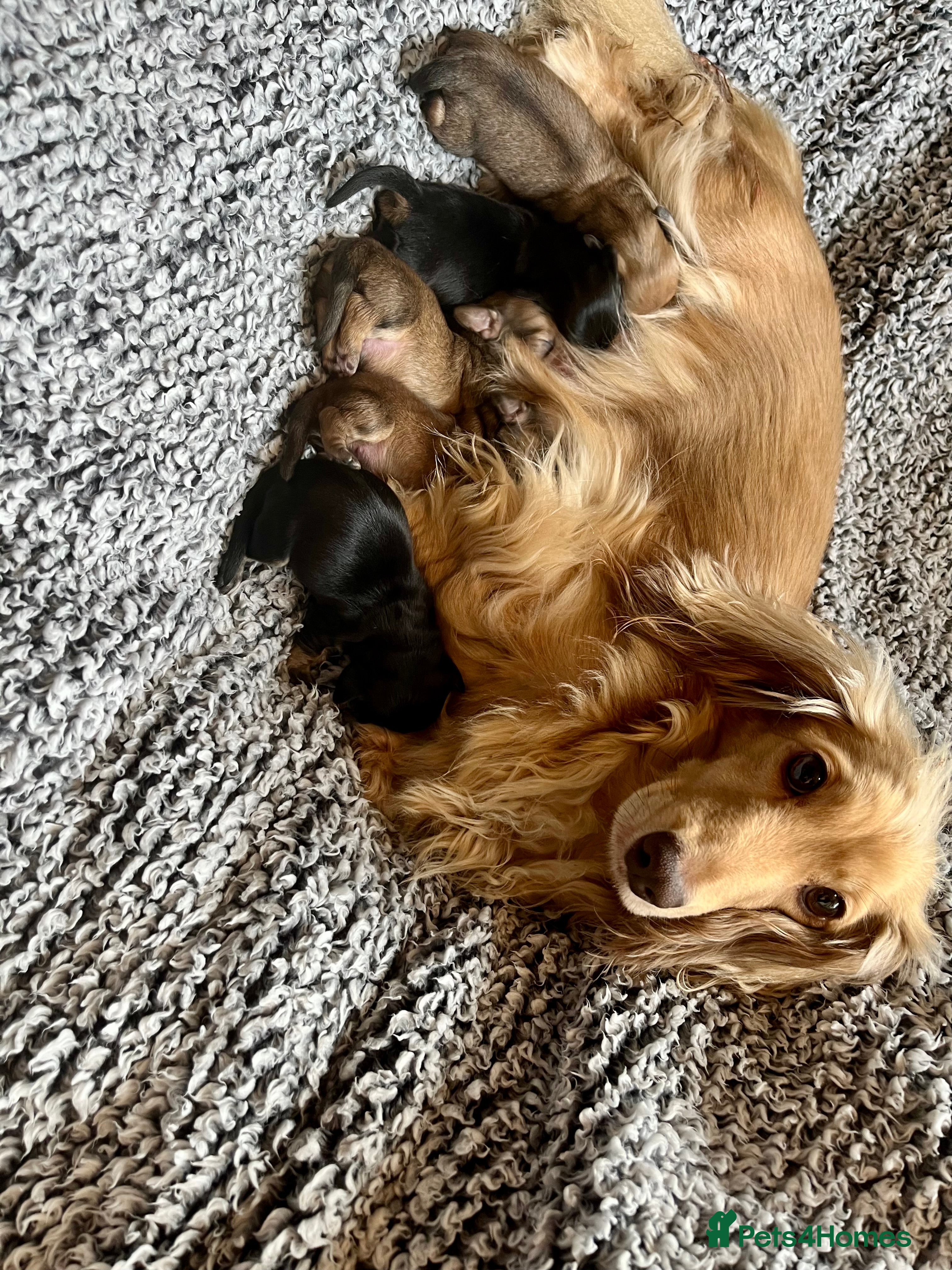 Dachshund dogs Long haired Dachshunds puppies for sale - Advert 8