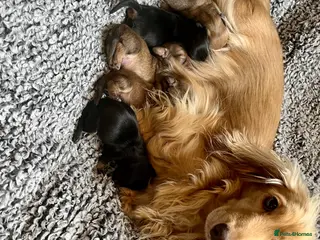 Dachshund dogs Long haired Dachshunds puppies for sale - Advert 17