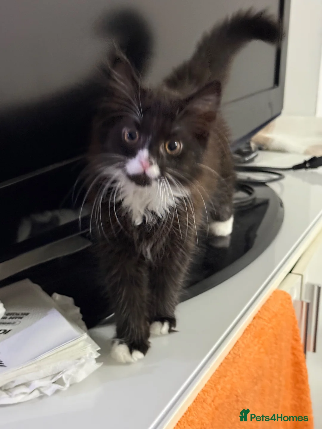 Mixed Breed cats for sale: Lovely Mixed-Breed Kitten & Mother Pair  - Advert 2