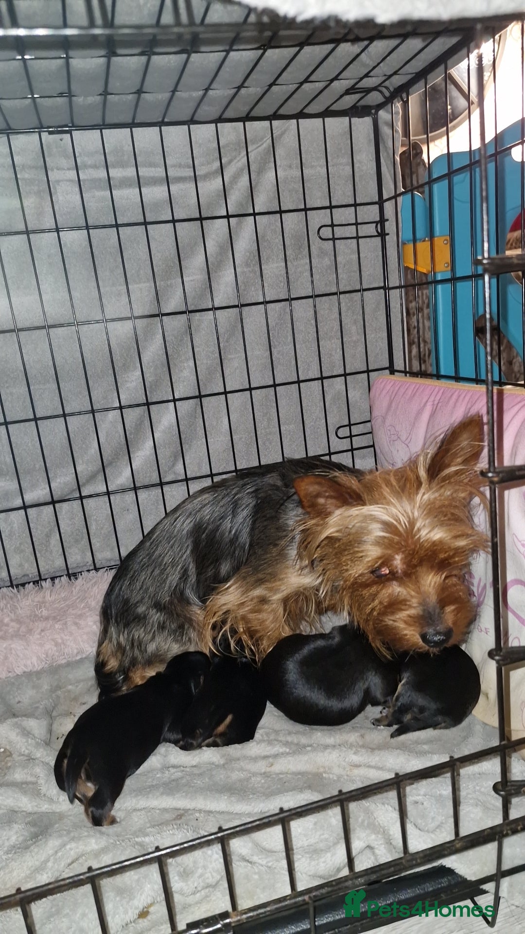 Chorkie dogs for sale: Yorkies cross chihuahua  - Advert 1