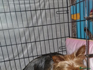 Chorkie dogs Yorkies cross chihuahua - Advert 4