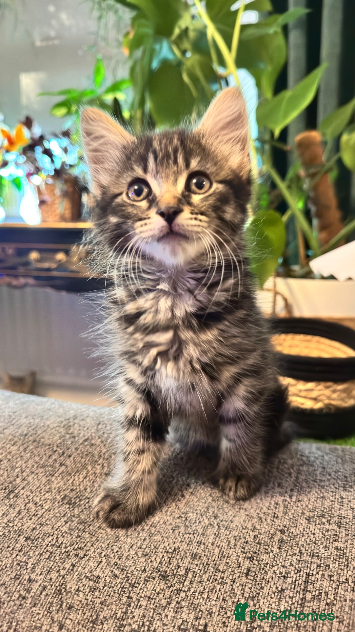 Mixed Breed cats Beautiful kittens 😻 READY NOW !!! 3 LEFT - Advert 2