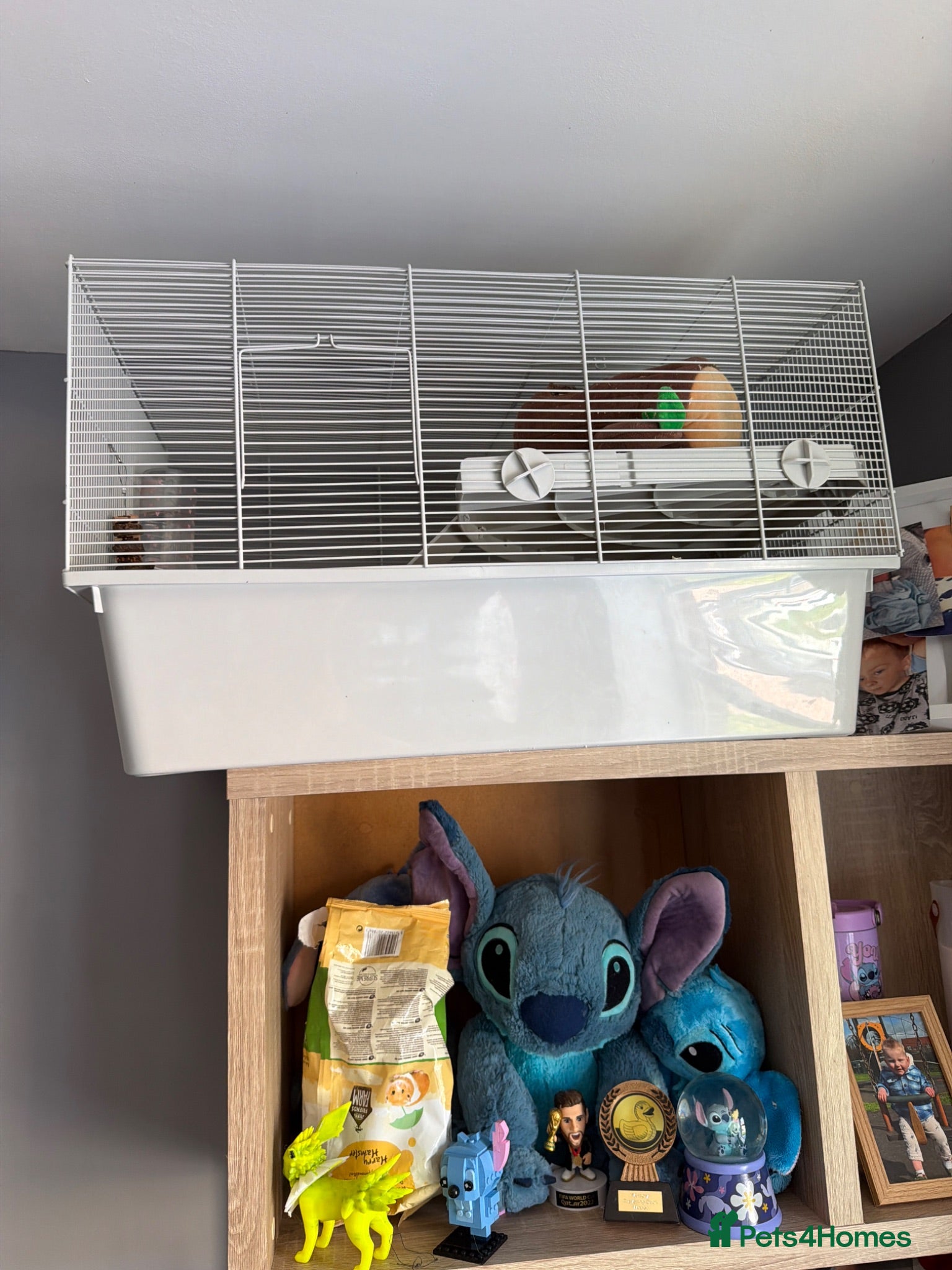 Hamster rodents Hamster  - Advert 16