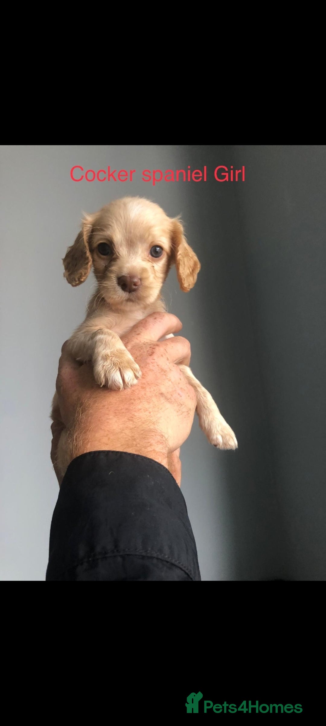 Cockapoo dogs for sale: cocker Spaniel puppies  - Image 1
