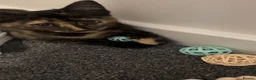 Mixed Breed cats for sale: One girl kitten🐱🎀🐾 - Advert 3