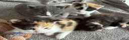 Mixed Breed cats for sale: 🐱 Beautiful friendly kittens 🐱 £180-£250  - Advert 7
