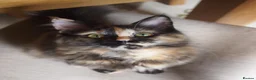 Maine Coon cats for sale: 3 maine coon kittens ready in Bury - Advert 7
