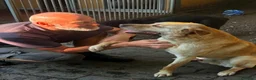 Mixed Breed dogs for adoption: Carlos wants his forever home  - Advert 1
