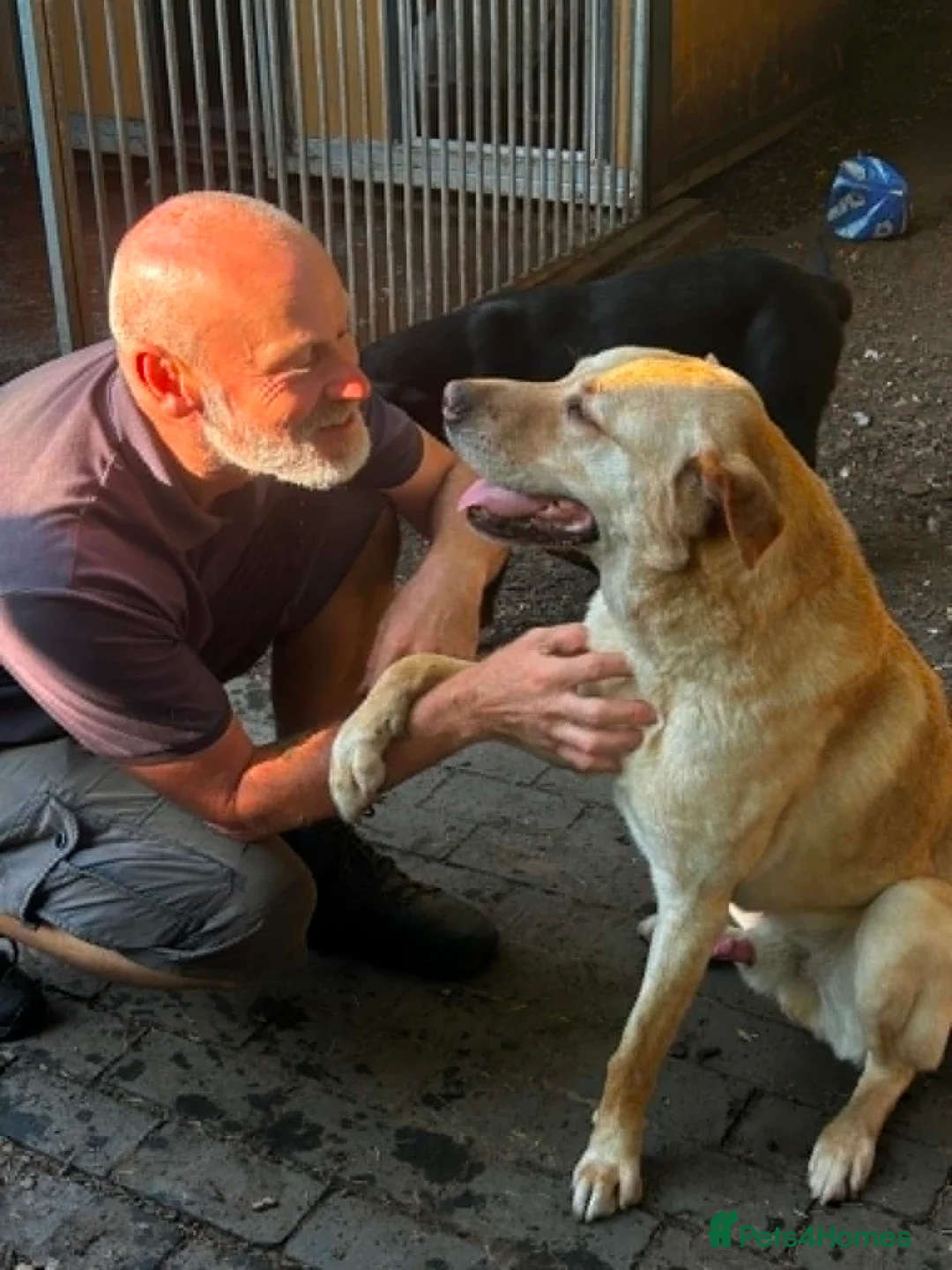 Mixed Breed dogs for adoption: Carlos wants his forever home  - Advert 1