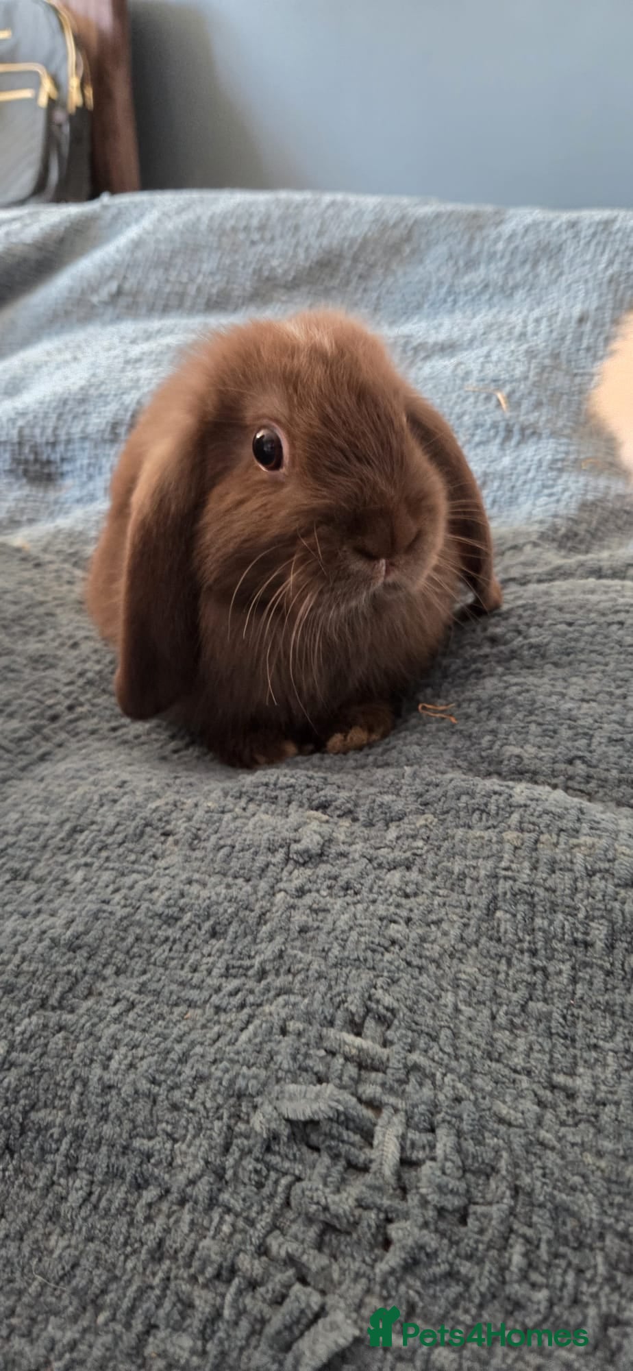 Mixed Breed rabbits Baby lop (mixed) rabbits for sale £20 each - Advert 8