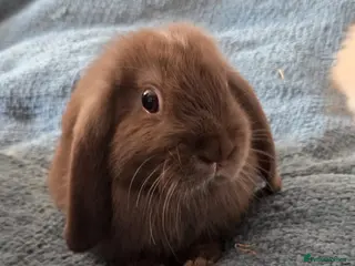 Mixed Breed rabbits Baby lop (mixed) rabbits for sale £20 each - Advert 8