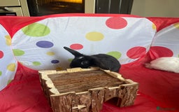 French Lop rabbits for sale: French lop mixed baby rabbits ready to go - Image 25