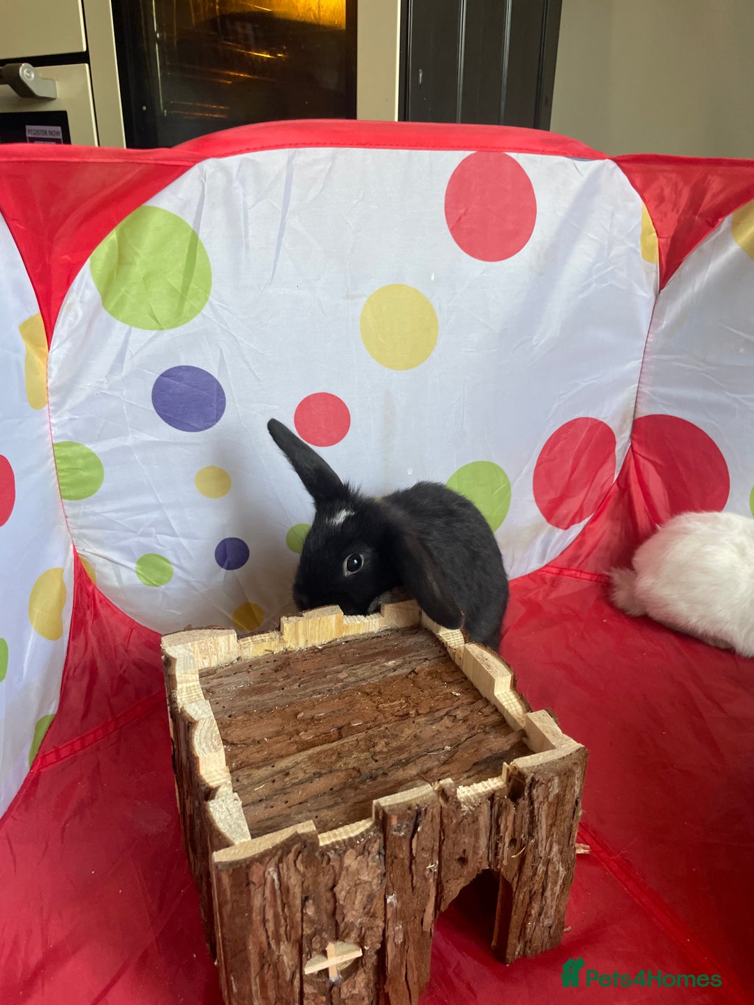 French Lop rabbits for sale: French lop mixed baby rabbits ready to go - Image 25