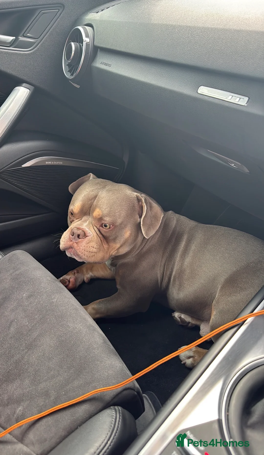 American Bully dogs for stud: American Pocket bully tri lilac  - Advert 7