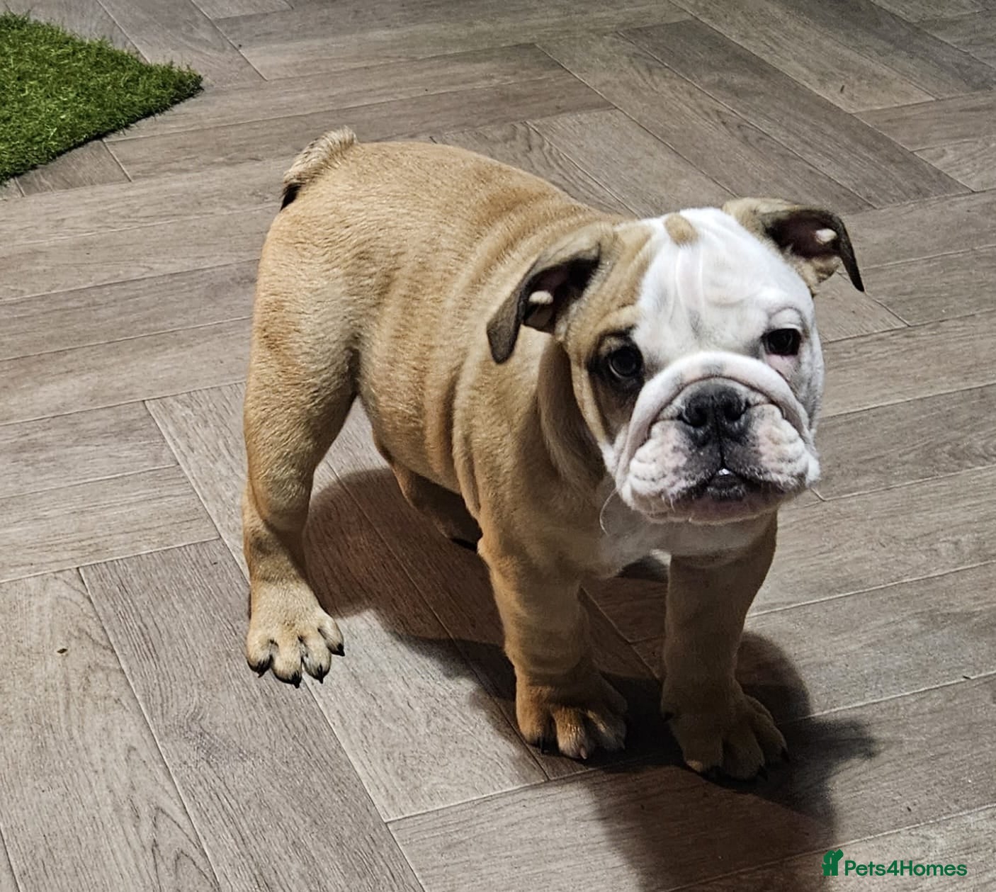 English Bulldog dogs Elite KC Red Bulldogs  - Advert 2