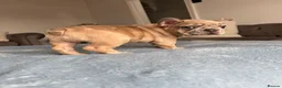 French Bulldog dogs for sale: Ready to go! 3 french bulldog puppies left - Advert 18
