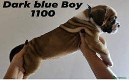 Alapaha Blue Blood Bulldog dogs for sale: IABBR. Health tested. Top lines.  - Advert 32