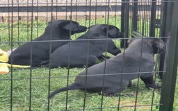 Labrador Retriever dogs for sale: Black Labrador Pup's  - Image 4