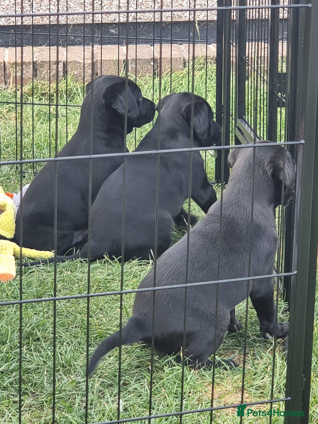 Labrador Retriever dogs for sale: Black Labrador Pup's  - Image 4