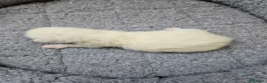 Ragdoll 1