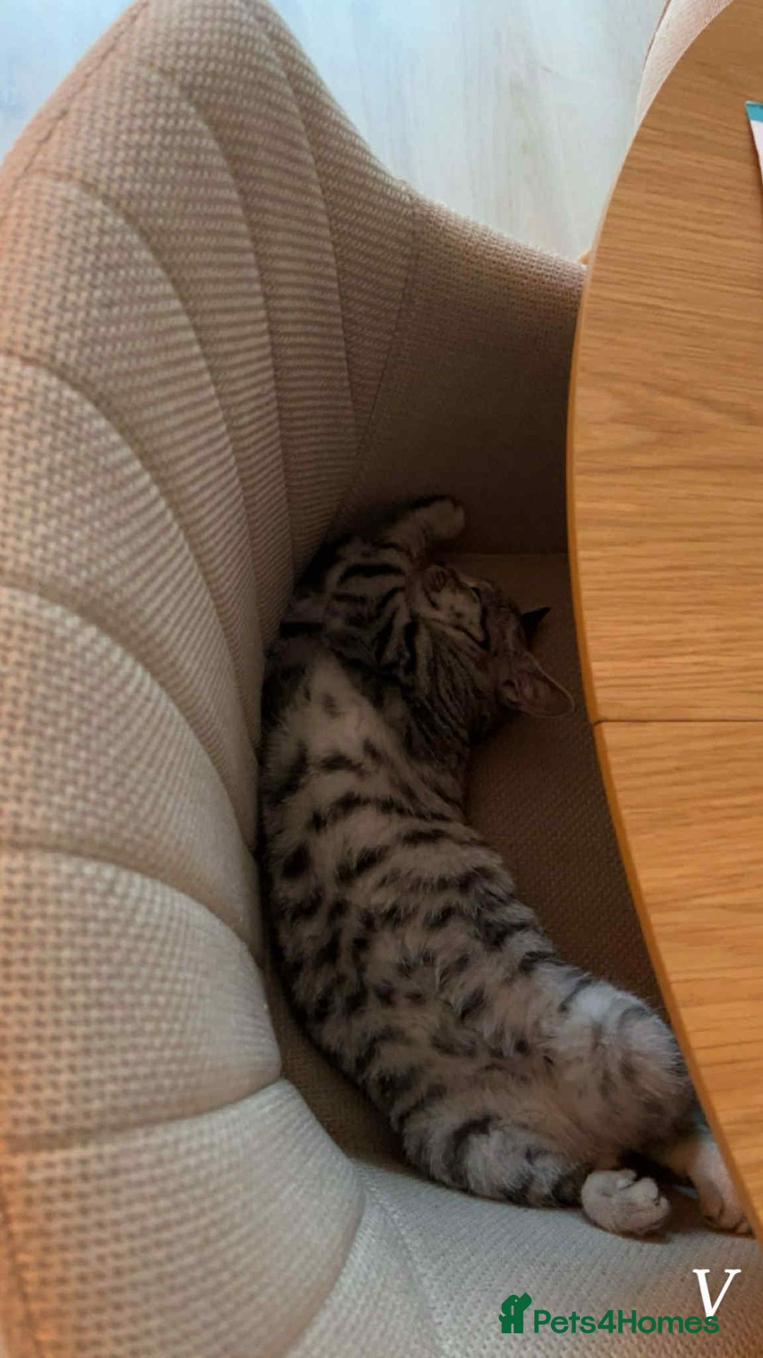 Bengal cats for sale: Two beautiful BSH/Bengal mix cats for sale  - Image 7