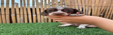 Miniature Dachshund Puppy 3