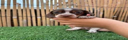 Miniature Dachshund dogs for sale: 5 Beautiful Dachshund Puppies - Advert 8