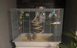 Budgerigars birds for sale: 4 gorgeous budgies and cage  - Image 2