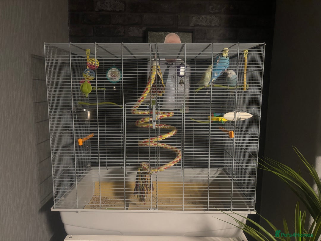 Budgerigars birds for sale: 4 gorgeous budgies and cage  - Image 2