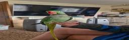 Parakeets birds for sale: Silly tame alexandrian parrot speaking  - Advert 2