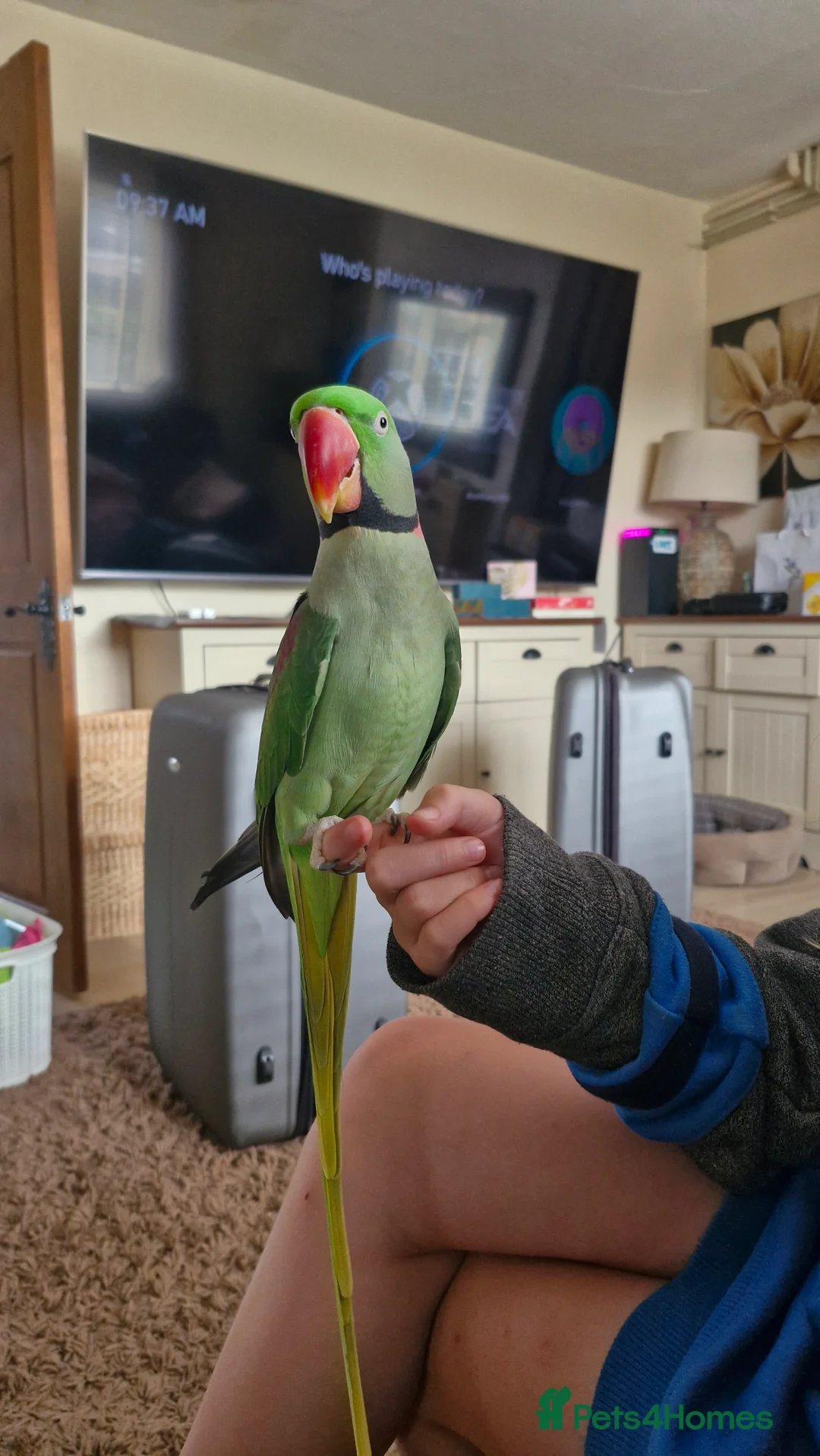 Parakeets birds for sale: Silly tame alexandrian parrot speaking  - Advert 2