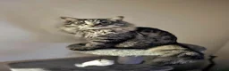 Mixed Breed cats for sale: Beautiful kittens - Advert 5