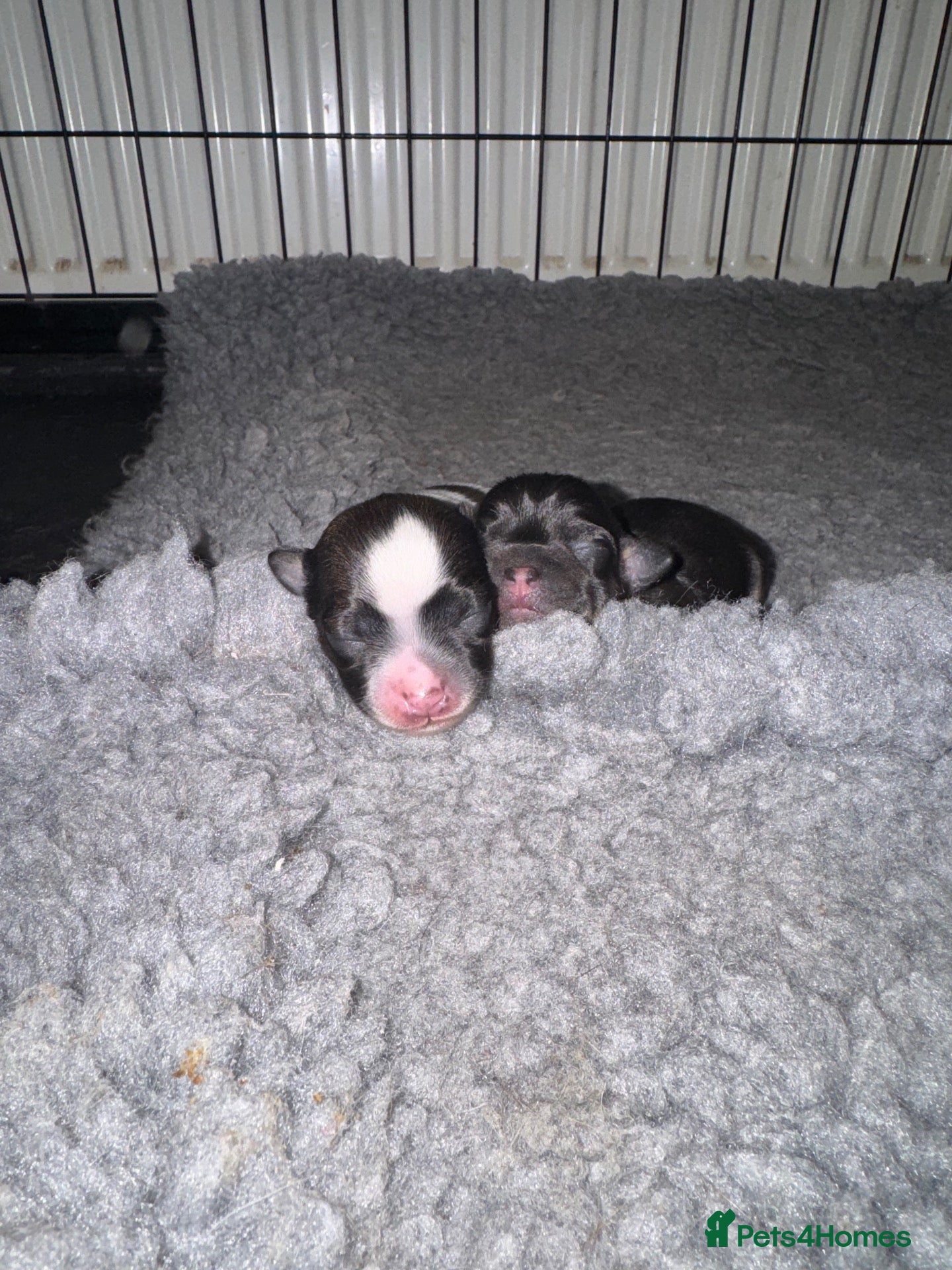 Chihuahua dogs Chihuahua boy for sale - Advert 14
