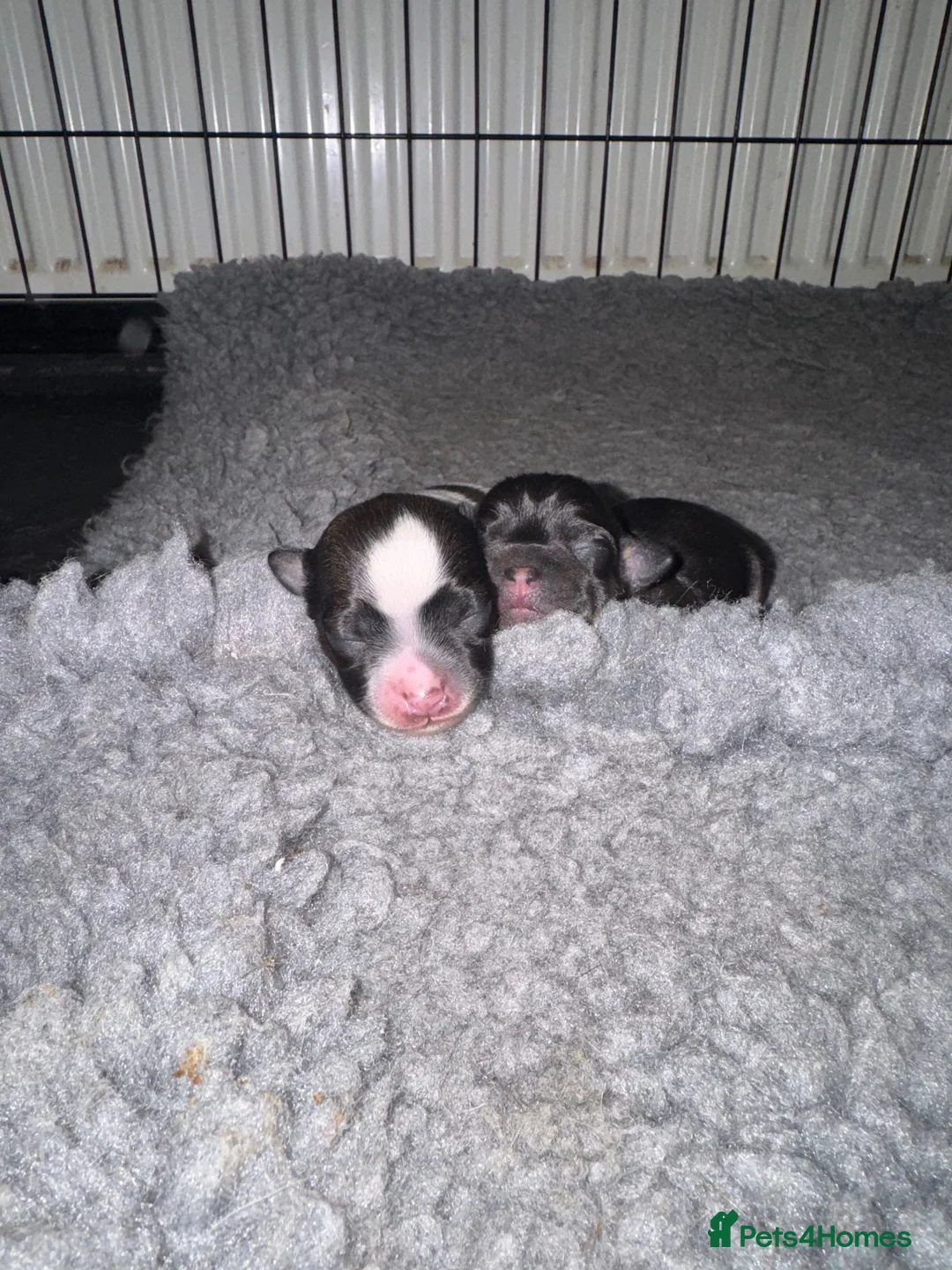 Chihuahua dogs for sale: Chihuahua boy for sale - Advert 2