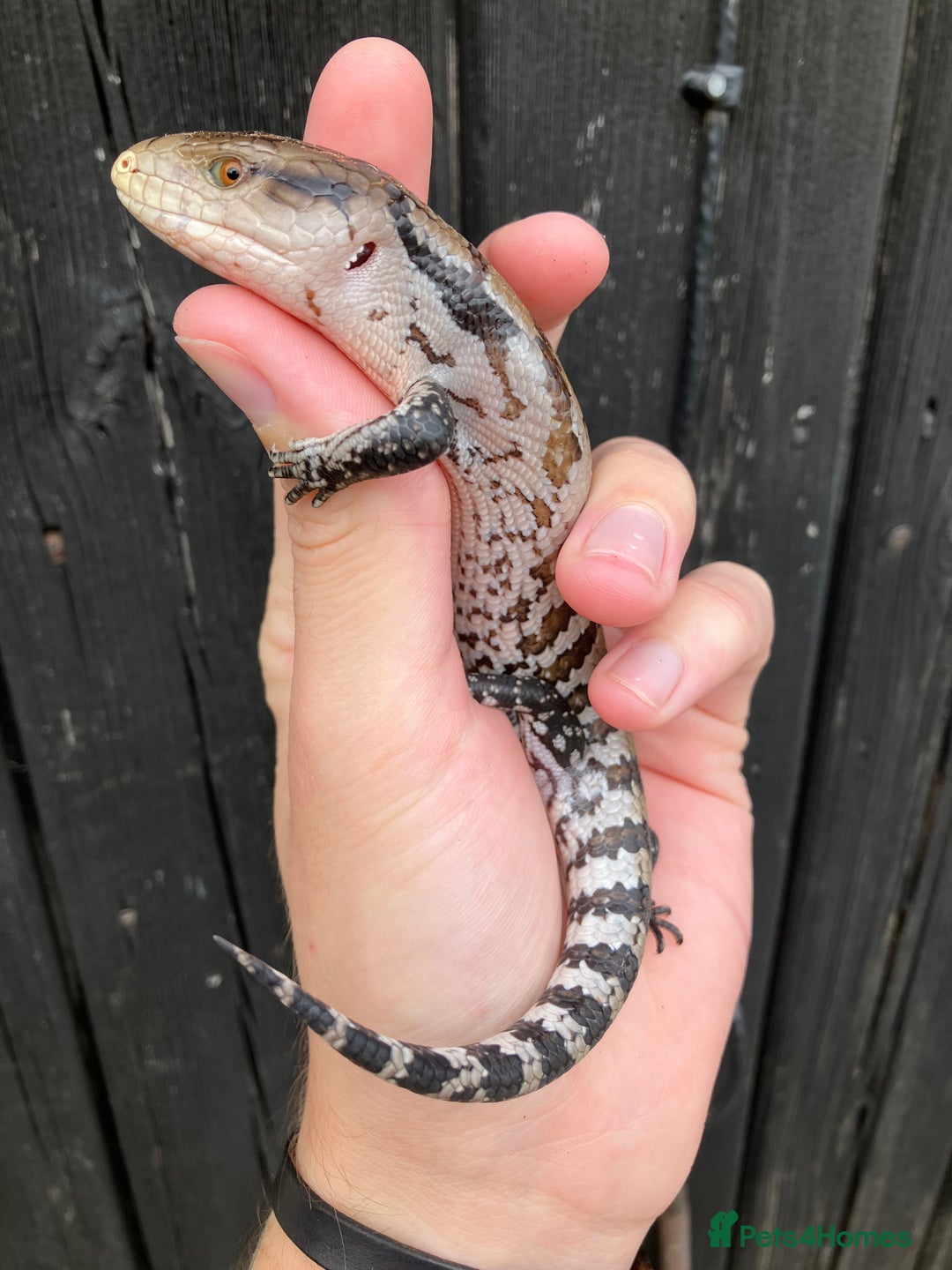 Skink reptiles for sale: Baby Blue Tongue Skinks - Image 3