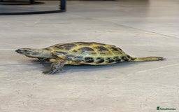 Tortoise reptiles for sale: Horsefield Tortoise, Male, 2y/o + Full Setup - Image 1