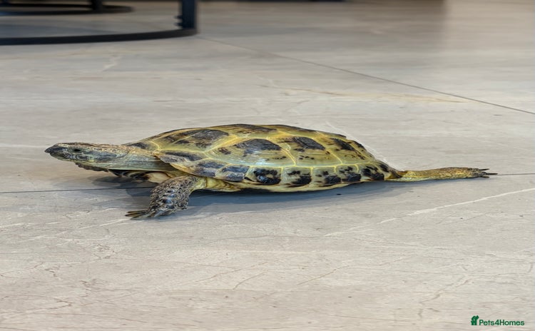 Tortoise reptiles - Advert 1