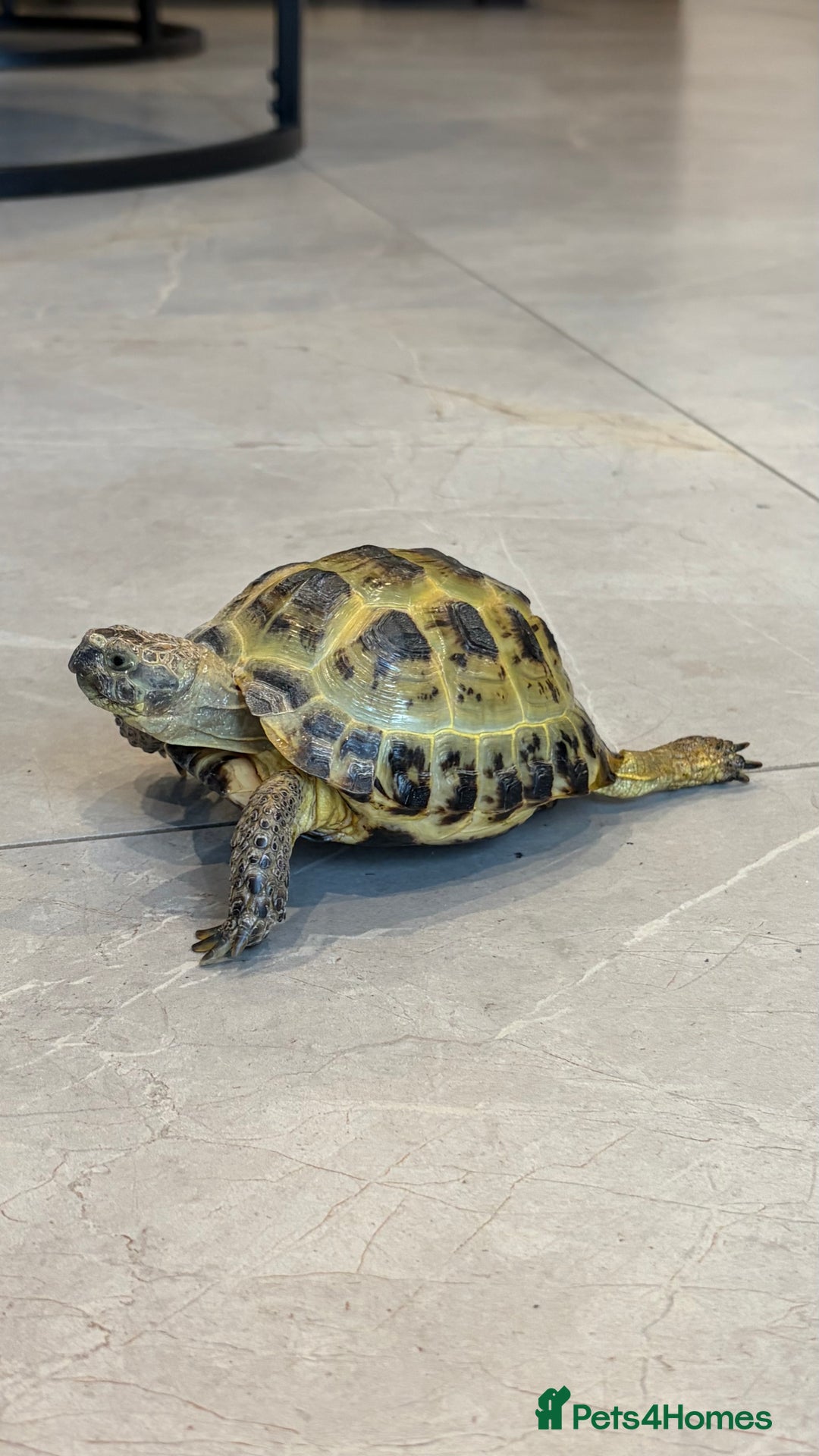 Tortoise reptiles for sale: Horsefield Tortoise, Male, 2y/o + Full Setup - Image 1