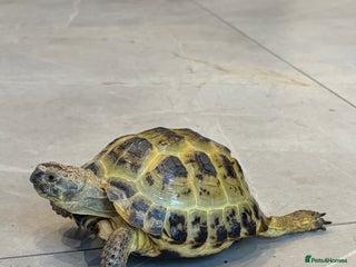 Tortoise reptiles - Advert 1