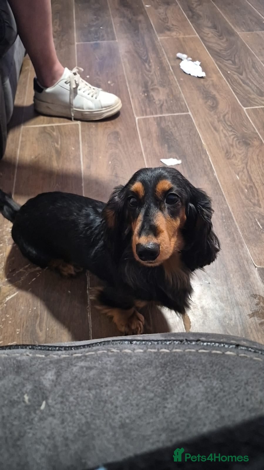 Miniature Dachshund dogs Miniature dachshund  - Advert 1